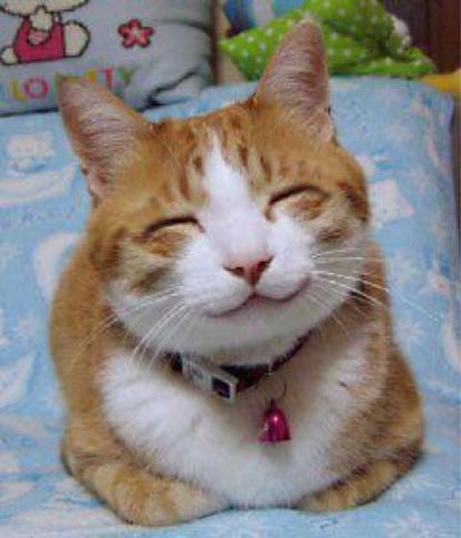 Best Organic Catnip Special Mix 2 Oz Bag *20% Discount on 2 or More Bags*