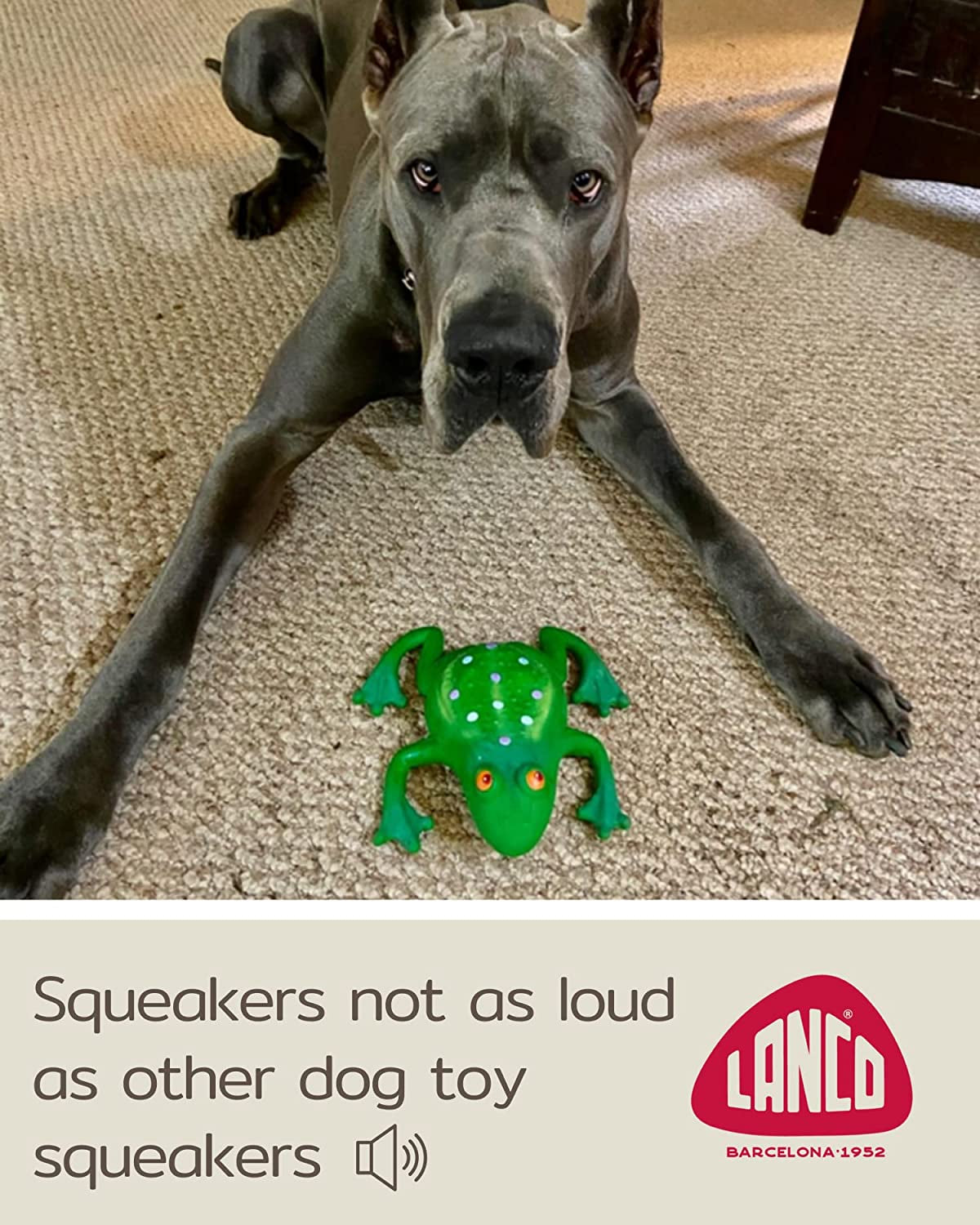 Large Squeaky Frog Dog Toys. 100% Natural Rubber (Latex). Large Breeds Free from Harmful Chemicals. Soft & Squeaky. Best Dog Toy for Large Dog