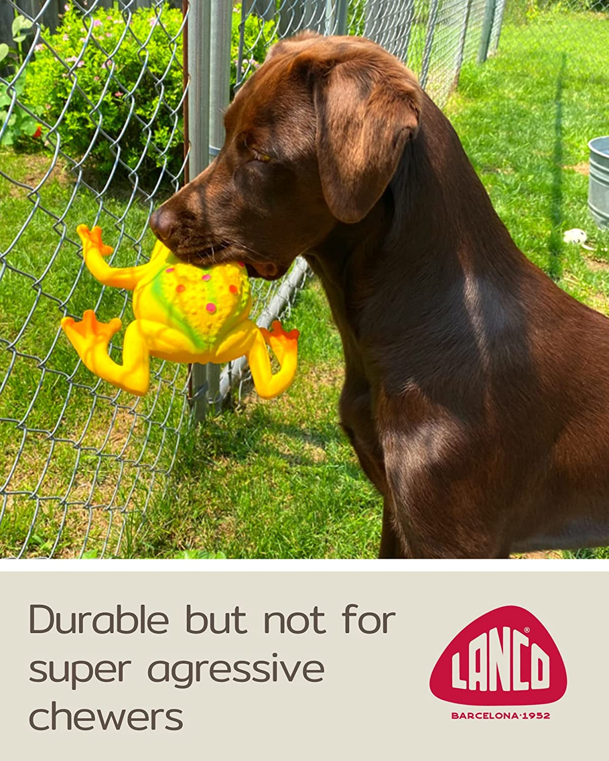 Large Squeaky Frog Dog Toys. 100% Natural Rubber (Latex). Large Breeds Free from Harmful Chemicals. Soft & Squeaky. Best Dog Toy for Large Dog