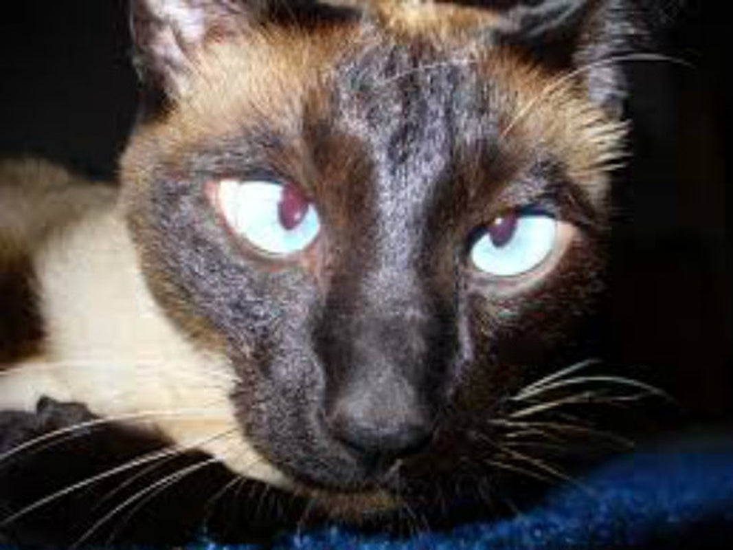 Best Organic Catnip Special Mix 2 Oz Bag *20% Discount on 2 or More Bags*