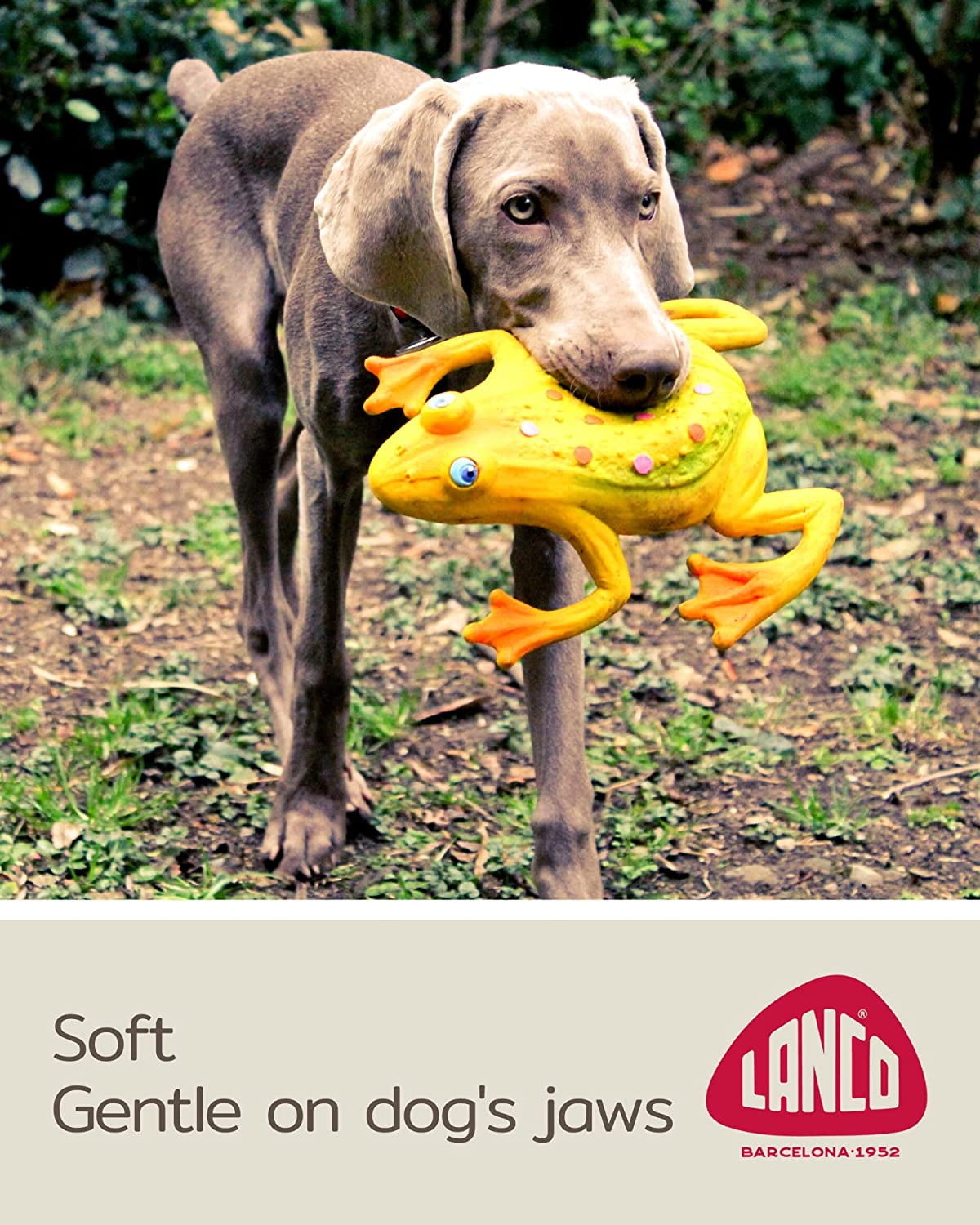 Large Squeaky Frog Dog Toys. 100% Natural Rubber (Latex). Large Breeds Free from Harmful Chemicals. Soft & Squeaky. Best Dog Toy for Large Dog