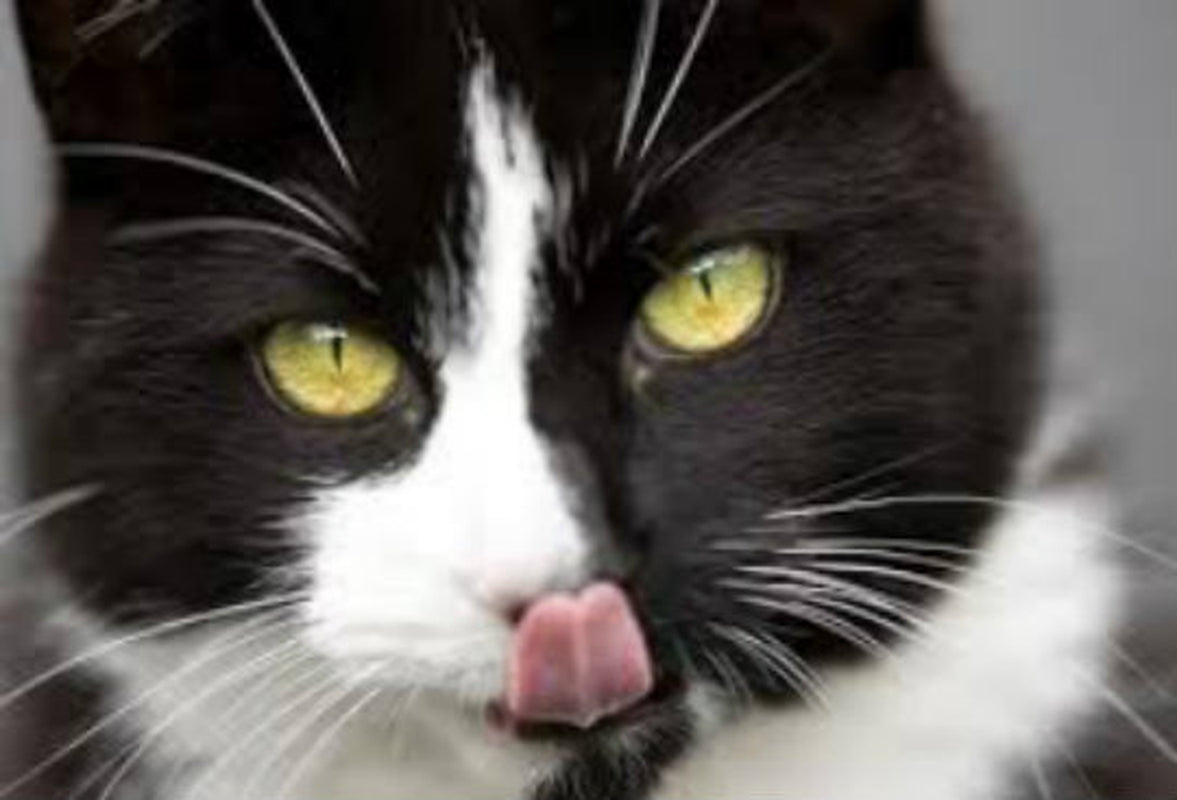 Best Organic Catnip Special Mix 2 Oz Bag *20% Discount on 2 or More Bags*